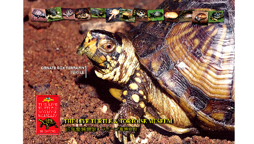 turtle_postcard3[1]_a02